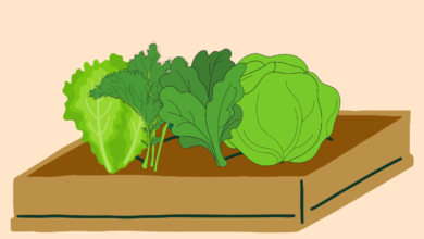 ما هي فوائد الخضروات الورقية