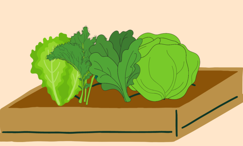 ما هي فوائد الخضروات الورقية